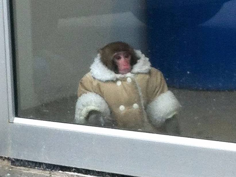 Where Are They Now: The 5 Year Anniversary Of The IKEA Monkey