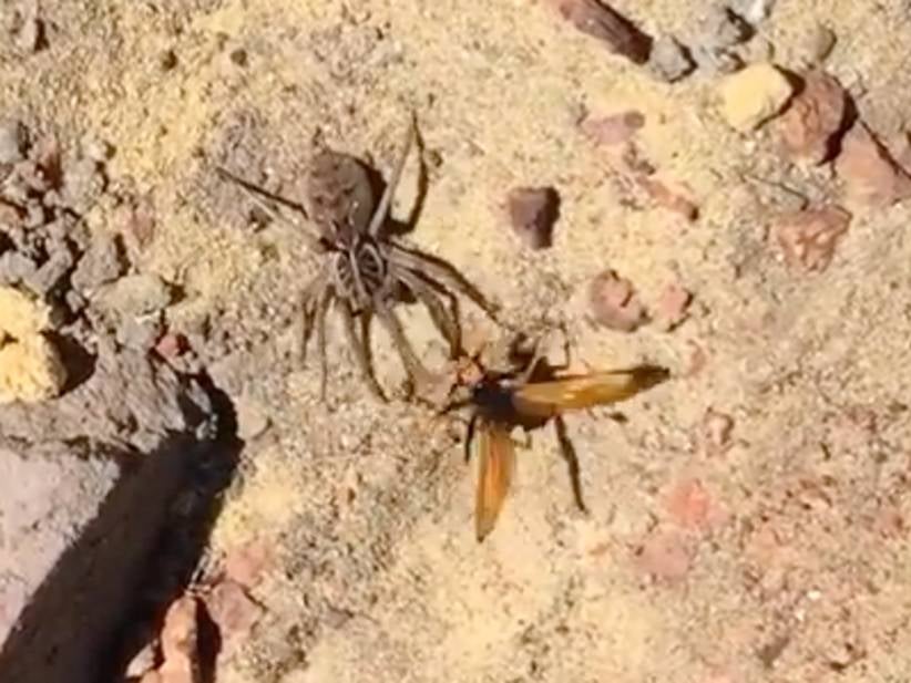 Australian Hornet Vs. Huntsman Spider In A Fight To The Death - Who Ya Got?