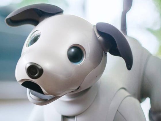 Sorry But You Can Get The Heck Out Of Here With These Robot Dogs