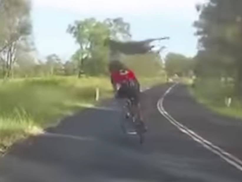 Cyclist Gets Absolutely Mollywhopped By A Kangaroo