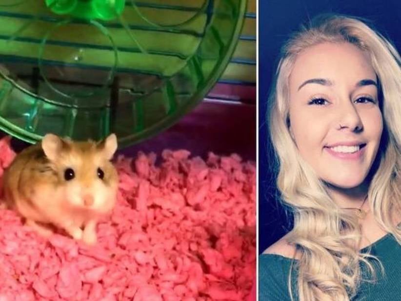 Spirit Airlines Apparently Forces A College Student To Flush Her Support Hamster Down A Plane's Toilet