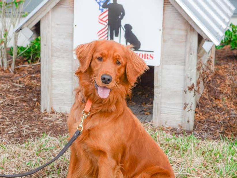 Introducing ZeeBee, The Service Dog That Stoolies Are Providing To A Veteran