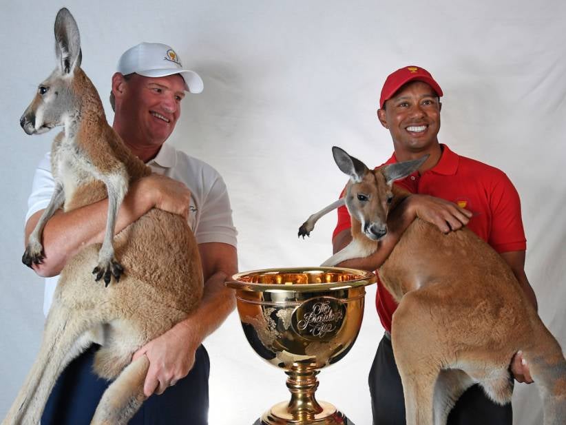 Did Tiger Stick His Finger Up This Kangaroo's Butt?