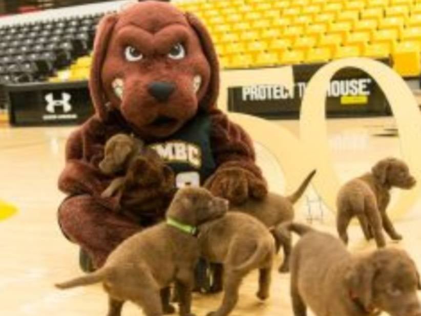 We May Never See a More Talented Mascot Than The UMBC Retriever "True Grit"