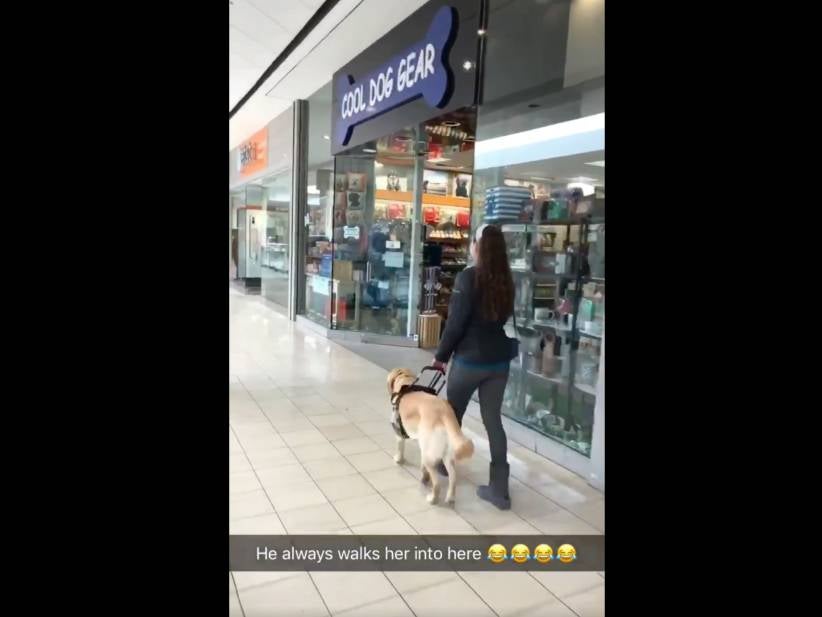 We Can Laugh At This Guide Dog Leading His Blind Owner Into A Pet Store, Right?