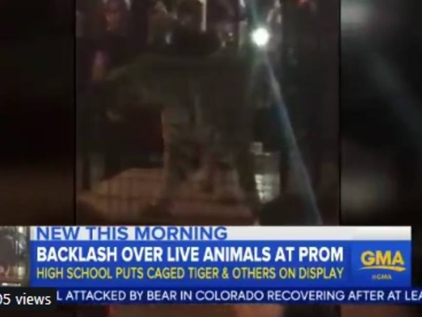 Prom Entertainment Included a Caged Tiger. It is Not Going Over Well