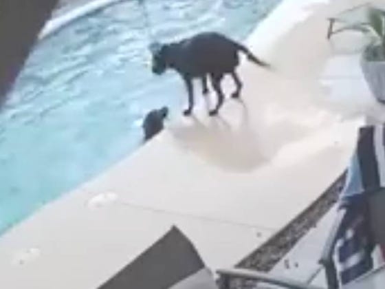 Hero Dog Earns Highest Honor For Saving His Doggy Friend From The Swimming Pool