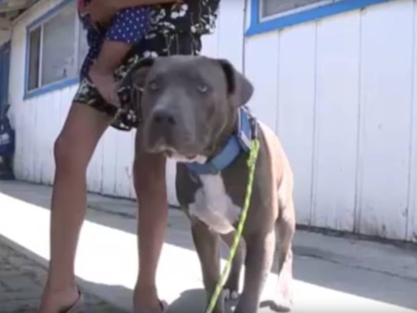 Shout Out To Sasha The Pit Bull Who Dragged A 7-Month-Old Baby By Its Diaper To Safety During A House Fire