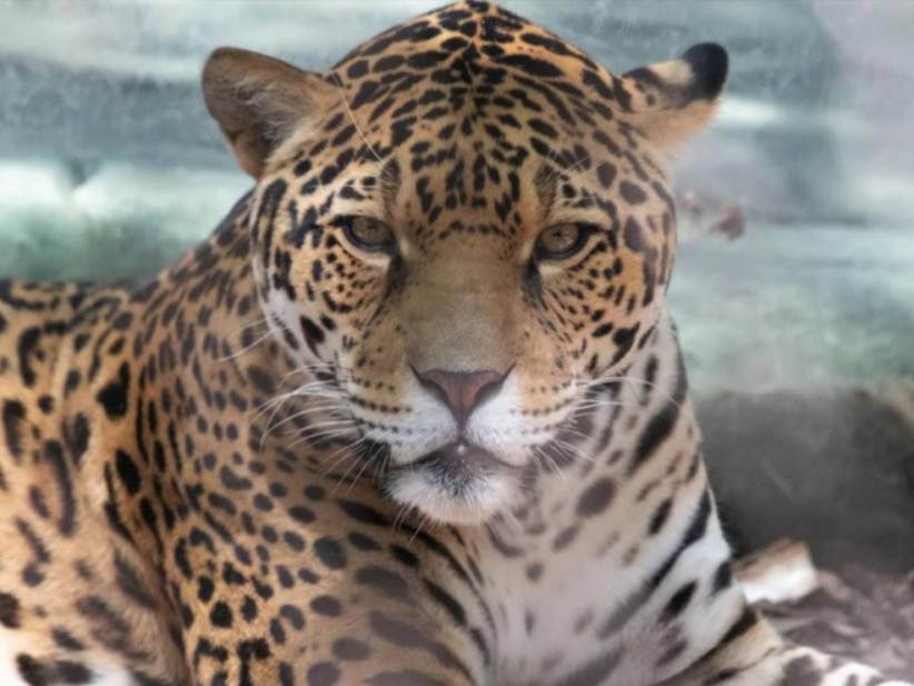 Jaguar Escapes Enclosure and Kills 6 Animals in New Orleans Zoo But Will NOT Be Punished