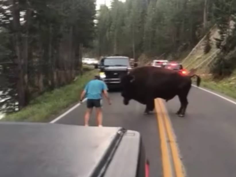 I Wish This Guy Who Was Taunting A Bison At Yellowstone Park Had Gotten Killed