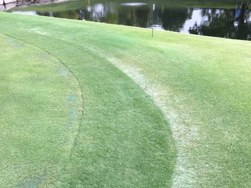 The Greens At The PGA Championship Look Like This...