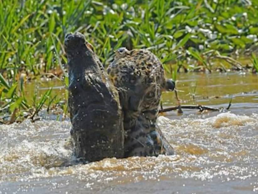 Alligator Vs. Jaguar In A Fight To The Death - Who Ya Got?